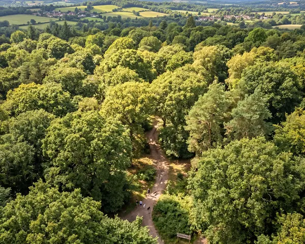 Alice Holt Forest