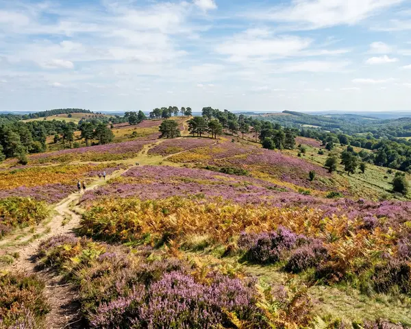Ashdown Forest