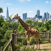 When Is the Best Time to Visit London Zoo?