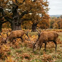 How Many Deer Are in Richmond Park?