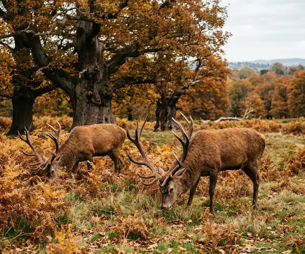How Many Deer Are in Richmond Park?