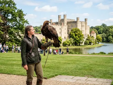 Falconry & Birds of Prey