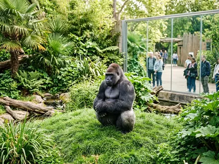 Gorilla Kingdom