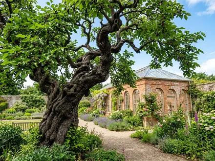The Heritage Mulberry Tree