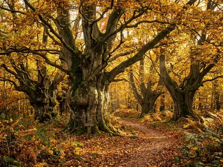 Ancient Beech Woodlands