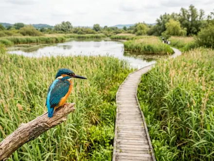 Lavell's Wetland Trust Nature Reserve