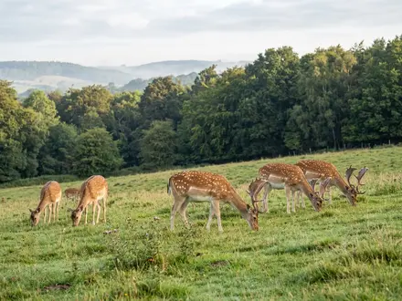 Fallow Deer Herd