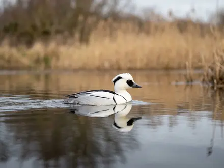 Birdwatching Hides and Wetland Trails