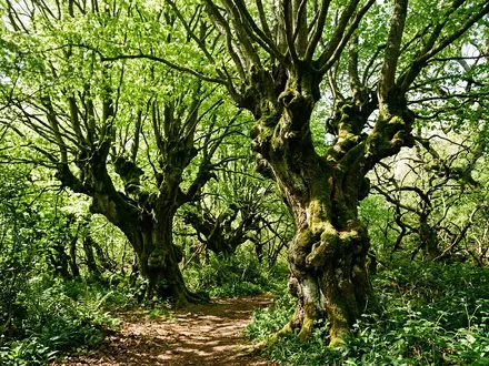 Ancient Pollard Trees