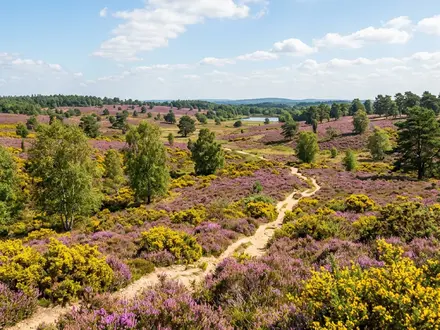 Frensham Common Heathland