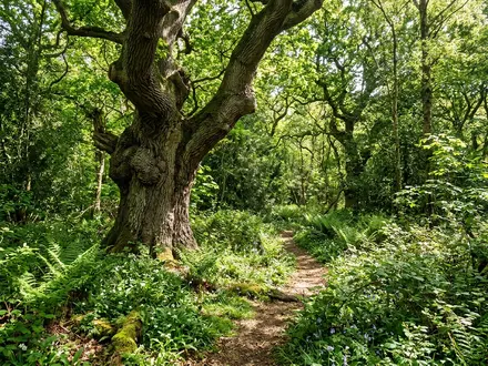 Ancient Woodland