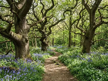 The Ancient Woodland