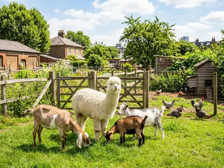 Farm Animals & Paddocks