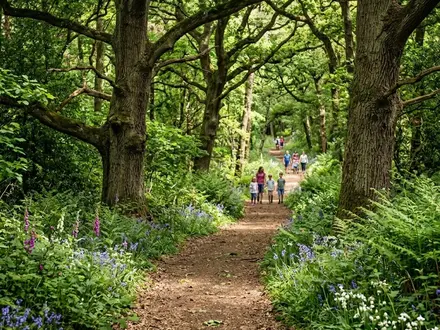 Waymarked Woodland Trails