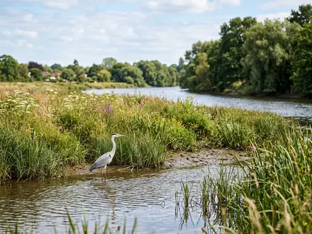 Tidal Water Meadows