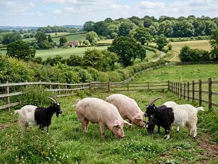 Rare Breeds & Animal Encounters