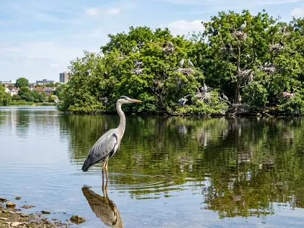 The Heronry on Reservoir 1