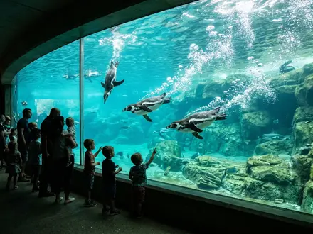 Penguin Cove