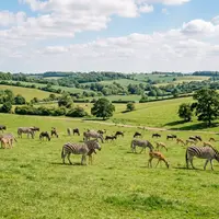 London Zoo vs Whipsnade Zoo &mdash; What's the Difference?