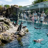 What Is Penguin Beach at London Zoo?