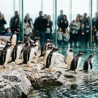 Are There Penguins at Sea Life London?