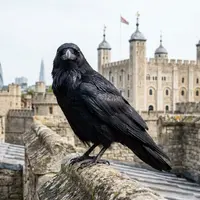 Why Are There Ravens at the Tower of London?