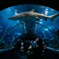 Are There Sharks at Sea Life London?